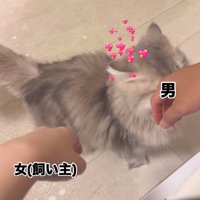 顔をすり寄せる猫