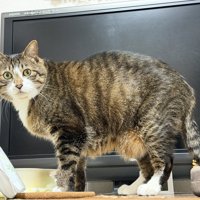 テレビの前にいる猫