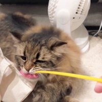 猫じゃらしで遊ぶ猫