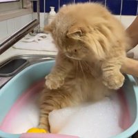 ミヌエットの足をお湯の中に入れる飼い主