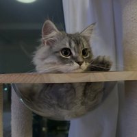 タワーのベッドに入ったグレー猫
