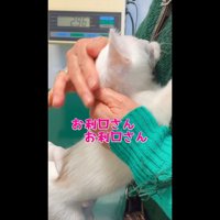 お利口さんお利口さん