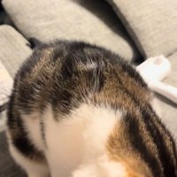 再度頭突きする猫