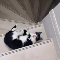 出待ちする猫