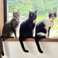 窓辺に座る3匹の猫