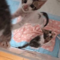 ケージの縁に乗った子猫