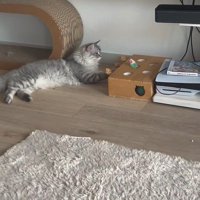 寝そべる猫が緑のねずみと向かい合う
