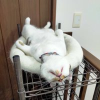 おかきちゃん