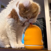 見守りカメラを舐める猫