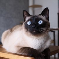 座っている猫