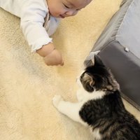 子猫に手を伸ばす赤ちゃん