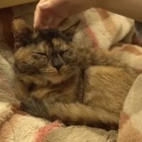 撫でられるサビ猫