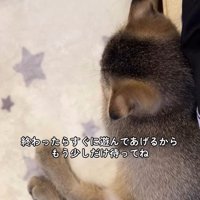 くつろぐ子猫