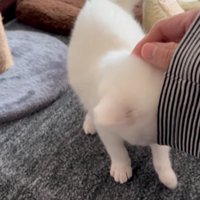 撫でてもらう子猫