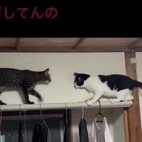 鉢合わせする猫