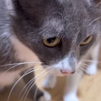 成猫の顔
