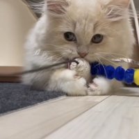 「絶対離さにゃい！」のテロップ写真2