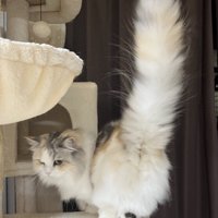 しっぽをピンと上げて振り向く猫