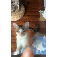 室内にいる猫