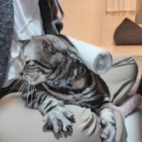 コロコロされている猫