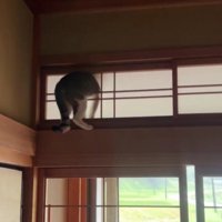 障子に突っ込んだ猫