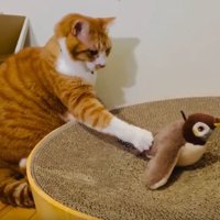 猫と鳥のおもちゃ