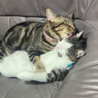 抱きしめて毛づくろい