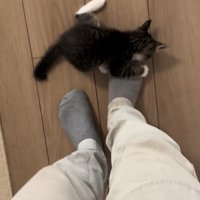 保護主の右足のつま先に噛み付く子猫