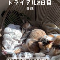 椅子の上で寝ている2匹の猫