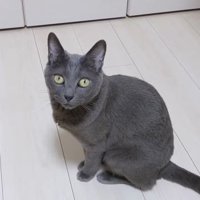 じーっと見つめるハムちゃん