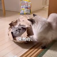 猫パンチ