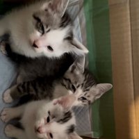 うとうとする猫