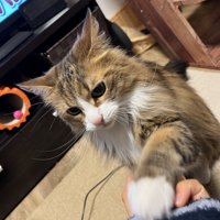 視線をそらして不満げにお手する茶色のハチワレ猫