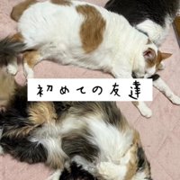 寝転がる猫たち