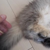子猫の尻尾に触れる飼い主