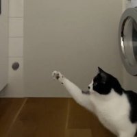 落下するボールに前足を伸ばす猫