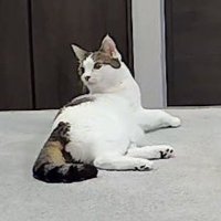 床に寝転がりながら自動給餌器の方を見つめる猫