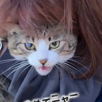 投稿主さんにバックハグされて嫌がるキジ白猫