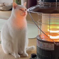 ストーブの前でくつろぐ猫の写真