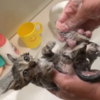 シャンプーされる子猫