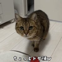 「ちょっとドヤ顔ｗ」のテロップ写真