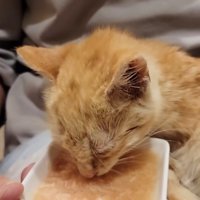 ごはんを食べる子猫
