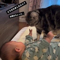 床で寝ている赤ちゃんを見ている猫