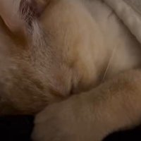 うつ伏せになって寝息を立てて眠る猫