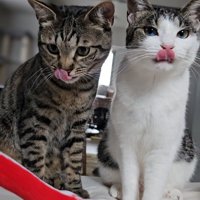 鼻をなめる2匹の猫