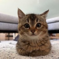 お手手ないないしている猫