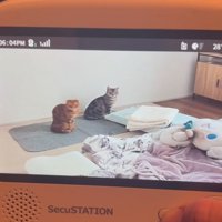 ベビーモニターに映る猫