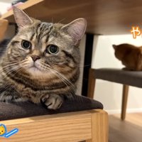 椅子に座っている二匹の猫