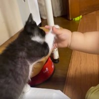 子猫と赤ちゃんの手