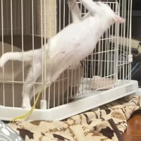ケージから上半身を起こす子猫